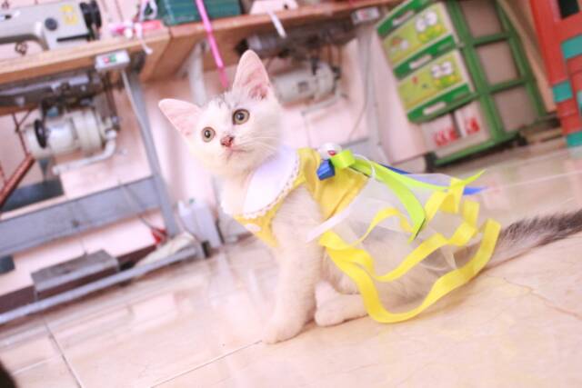 Baju kucing model dress princess warna kuning lucu / baju kucing terlaris size S M L XL