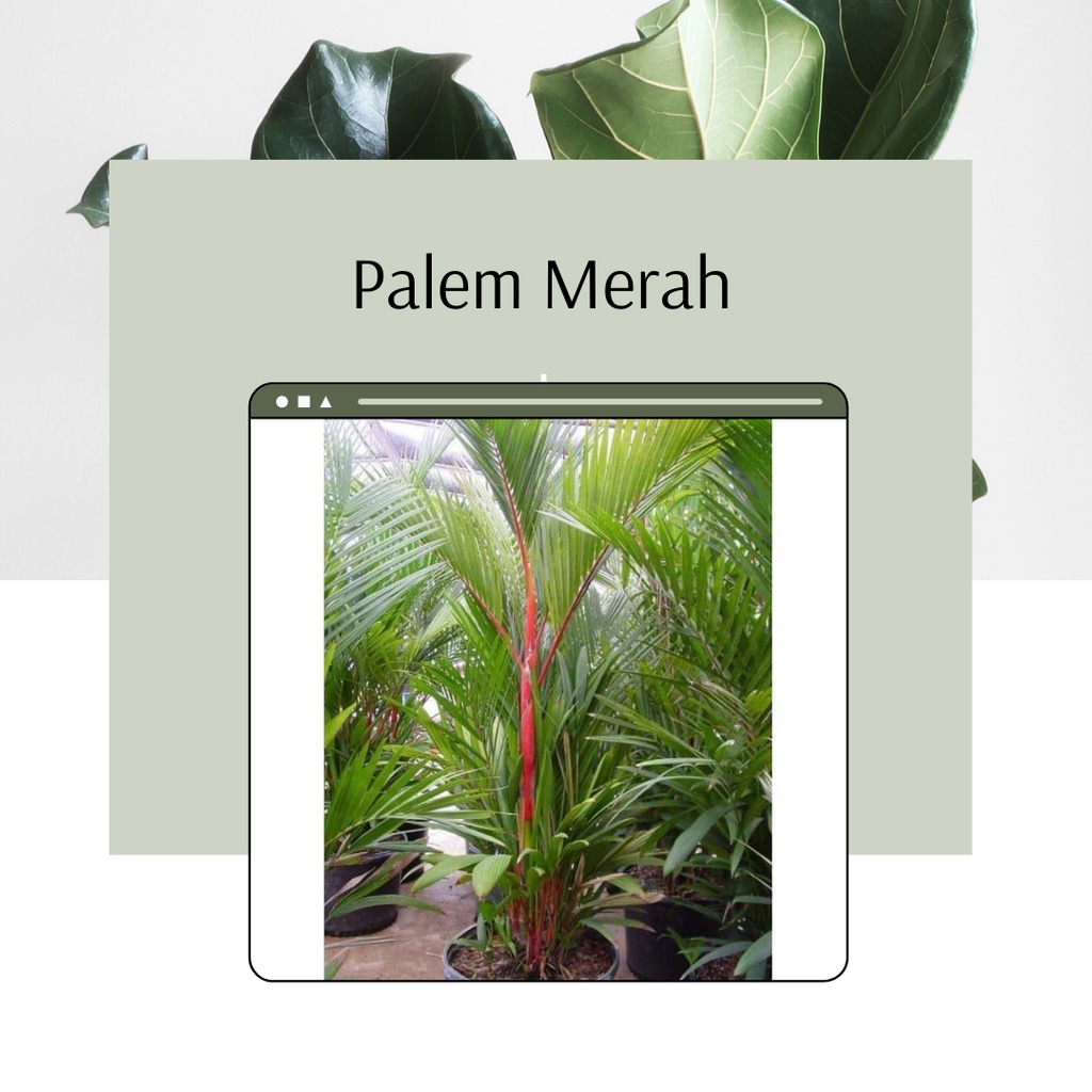 Tanaman Hias Palem Merah Pohon Hias Palem Merah Pohon Palem Palem Merah Hias