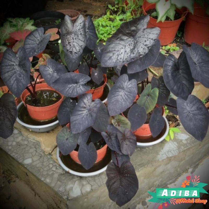 Keladi Black Pearl - Black Magic - Colocasia Black Pearl - Keladi daun Hitam murah