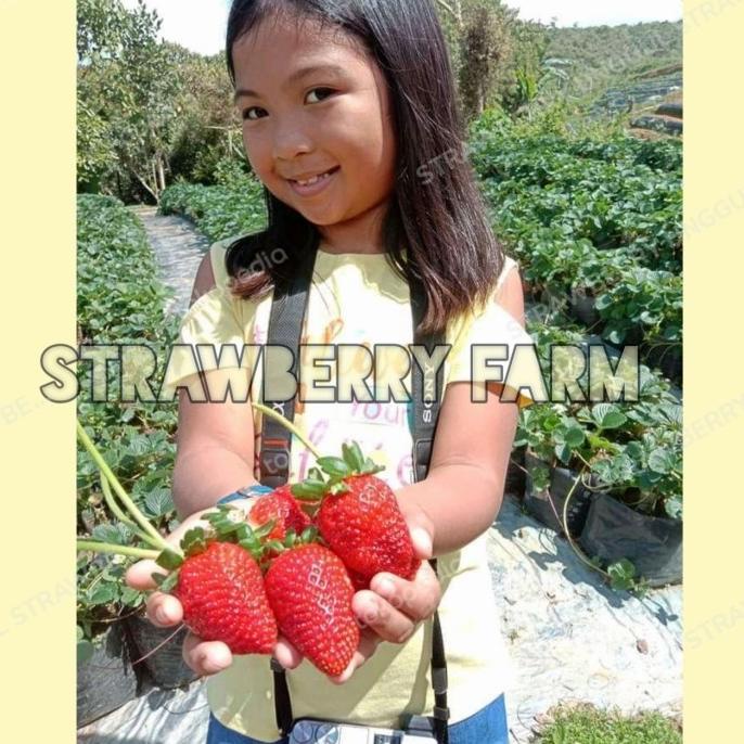 bibit strawberry jumbo australia/red giant australia BERMUTU