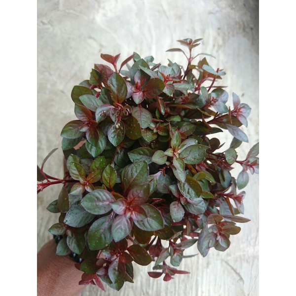 ludwigia sp red aquascape