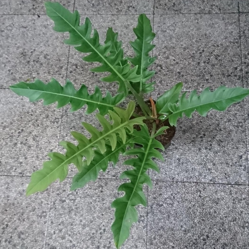 Philo Gergaji Sesuai Foto dan Siap Dicacah / Philodndron Coocodril / Green Saw