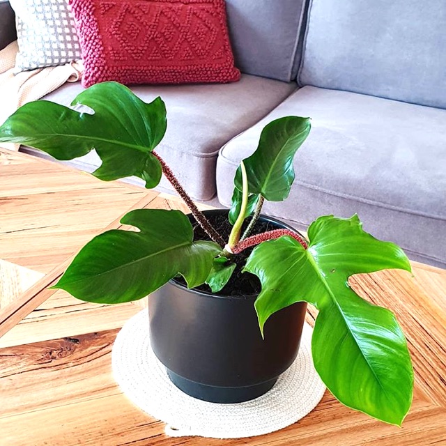 Tanaman Hias Philodendron Squamiferum Shopee Indonesia