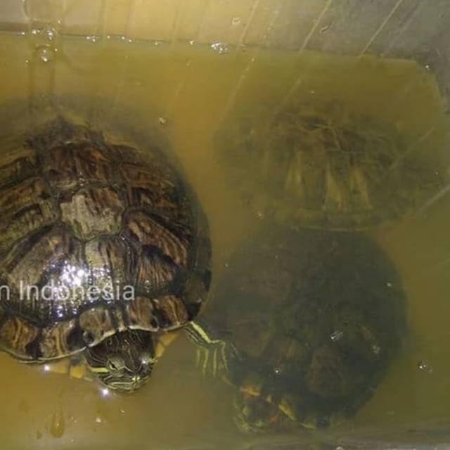 Kura Brazil / RES (Jantan/cowo) Size 12cm up