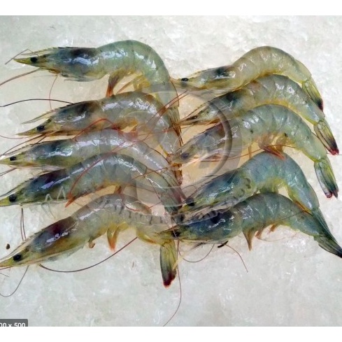 

udang vanam harga 500gr