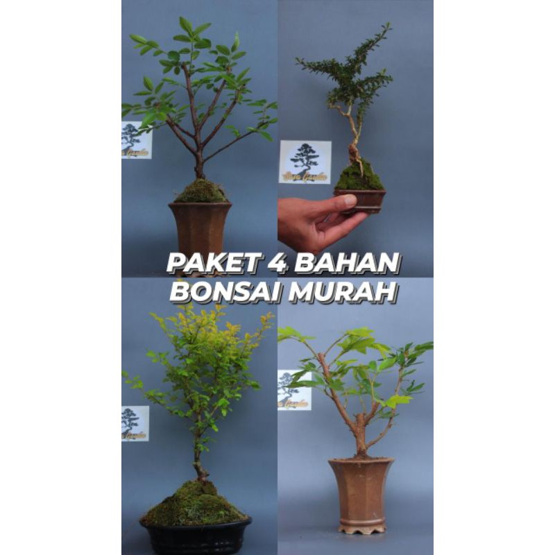 Paket gawat 4 pohon bahan bonsai ulmus, serissa micro, legistrum golden, kaliandra