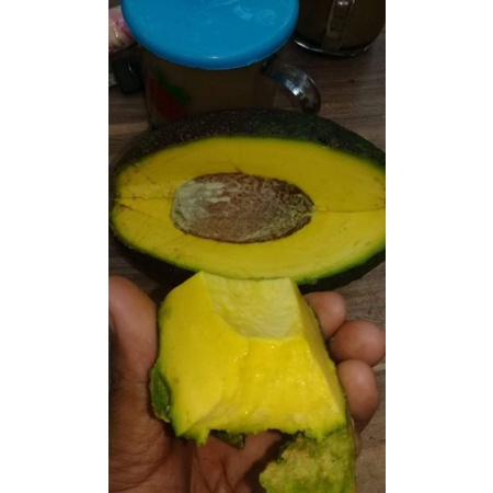 

Buah Alpukat Kebo