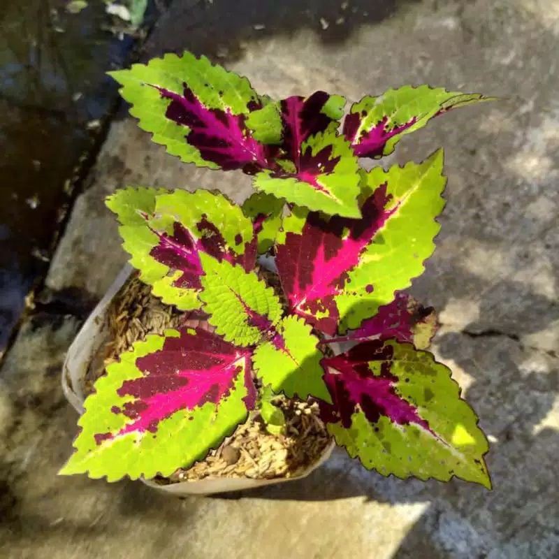 pohon miana hias batik / tanaman hias miana