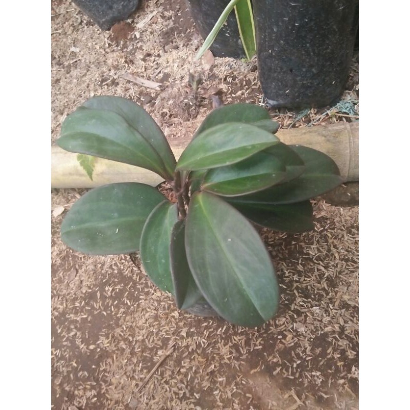 teplan hitam