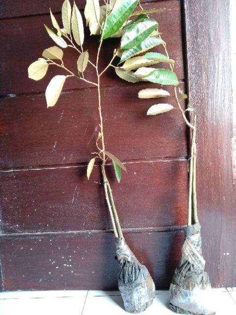 Bibit Durian Hitam Kaki Tiga