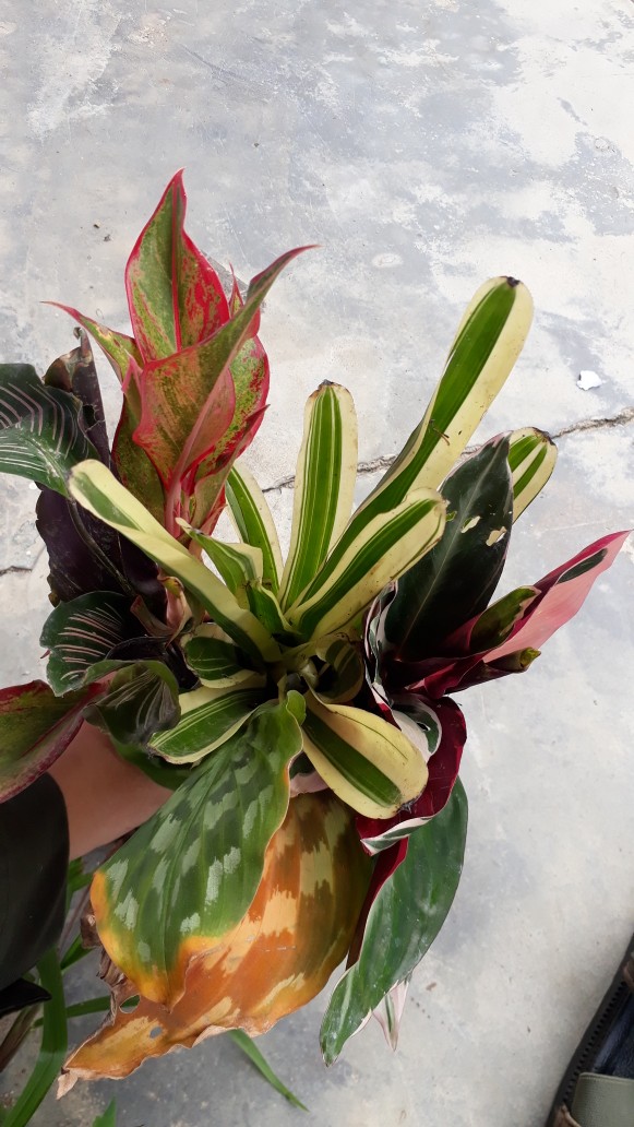 Tanaman Khas Bali Penghias Ruangan Meranti Bali/calathea Multicollor