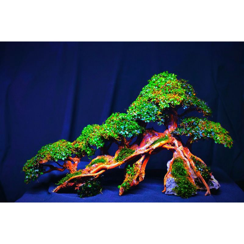 bonsai aquascape buce supermini