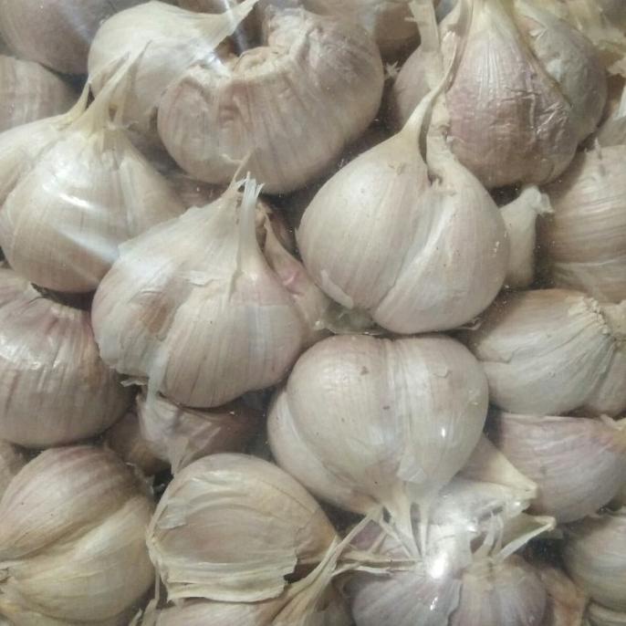 

[[COD]] bawang putih kating TERBARU Kode 135
