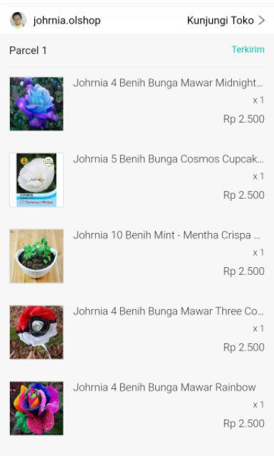 Johrnia 4 Benih Bunga Mawar Multicolor B
