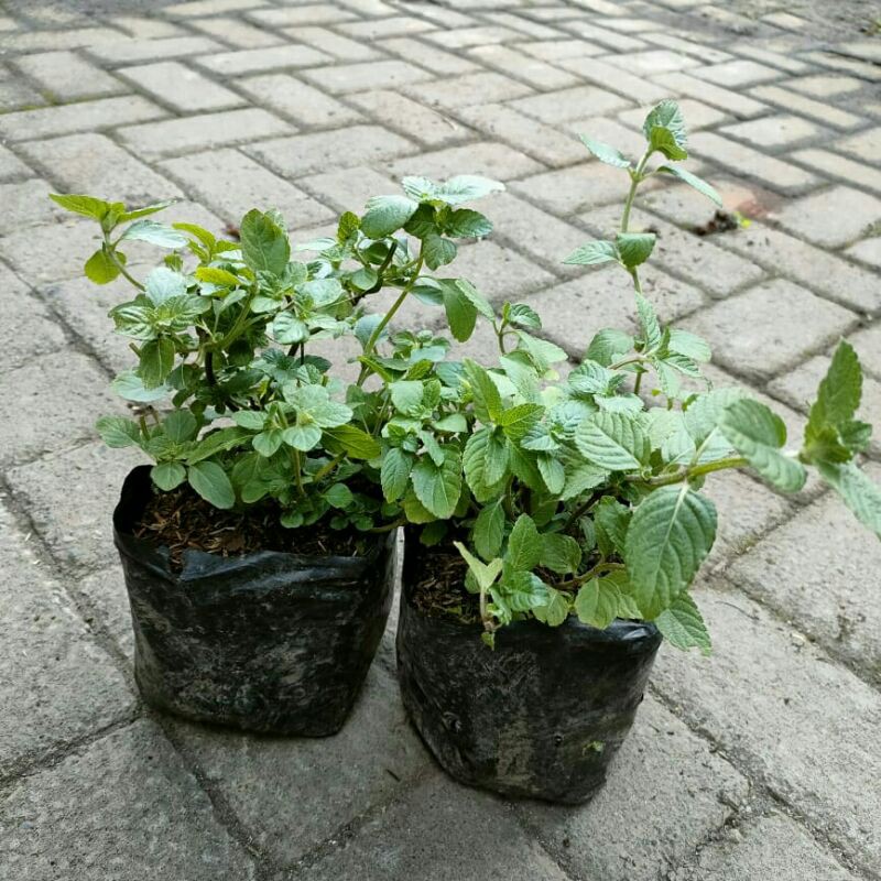 Tanaman Cincau Hitam