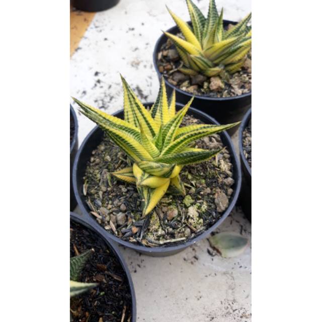Haworthia // Limifolia Variegata