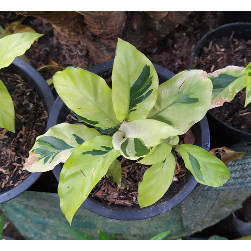 Calathea Thai Beauty Calathea Tissue