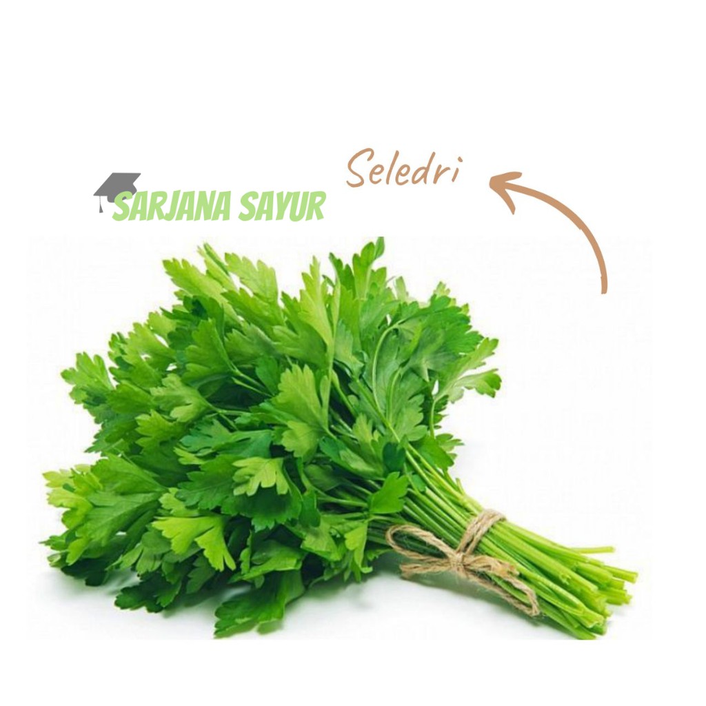 

Sledri per pack / Sarjana Sayur