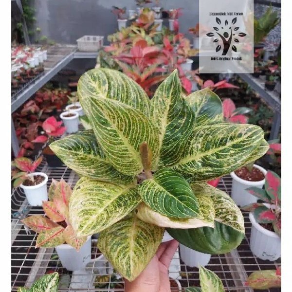 bibit bonggol aglonema golden hope