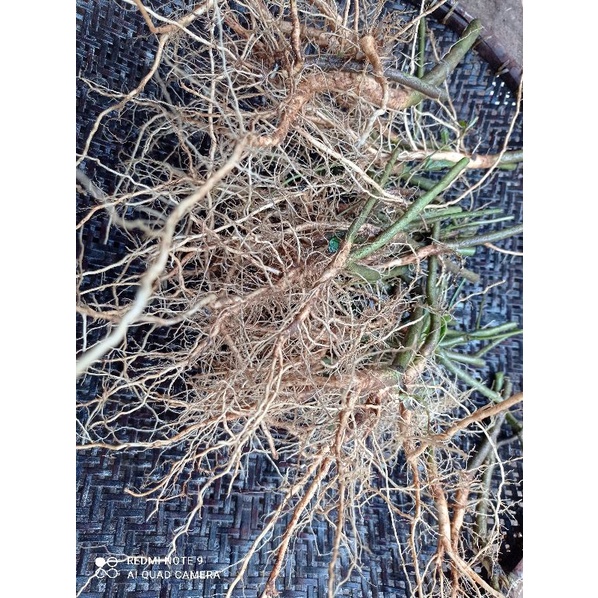 

akar sidaguri jantan 0,5kg