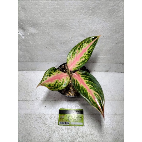 Aglaonema Golden Baby