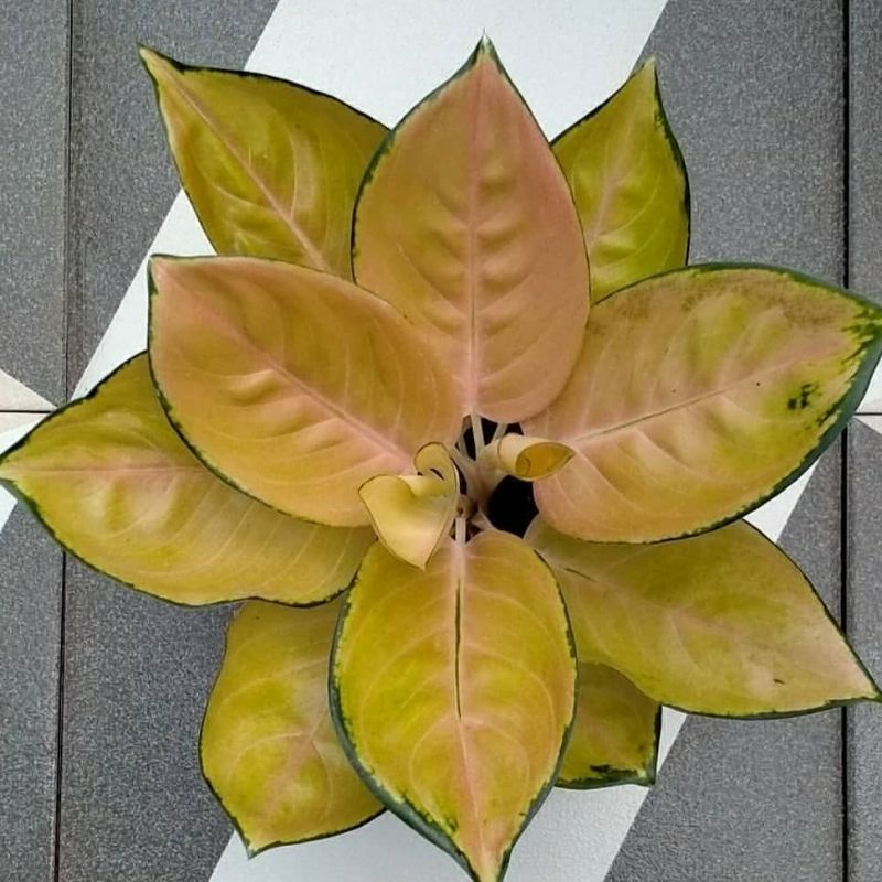 Bonggol bertunas aglonema sultan brunei