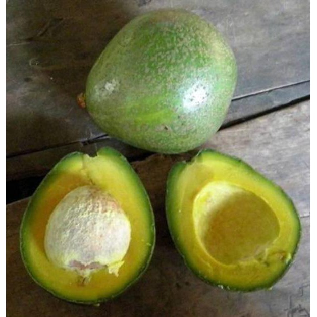 BIBIT ALPUKAT MIKI FLORIDA ALIGATOR MARKUS BERKUALITAS JUAL ANEKA BIBIT ALPUKAT 70 CM  UP