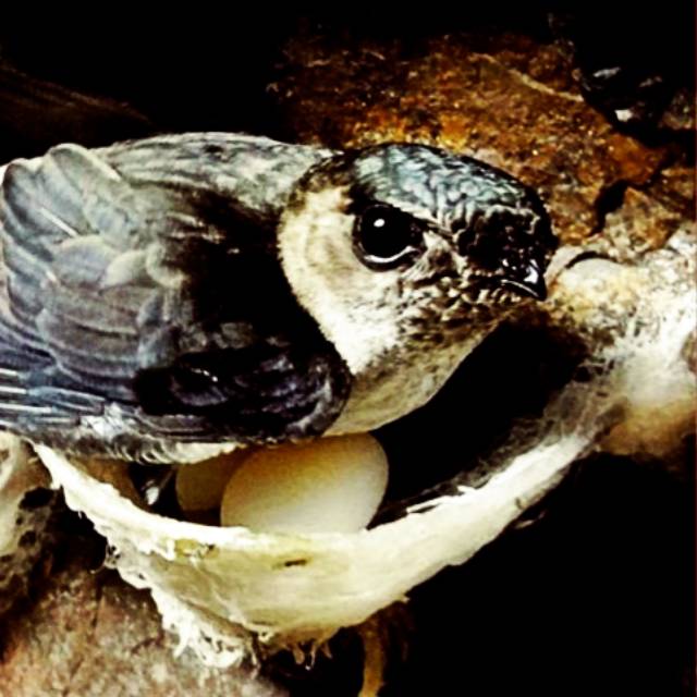 Original Ampuh suara walet Promo 2020 3 paket suara berkualitas terbukti mendatangkan burung walet