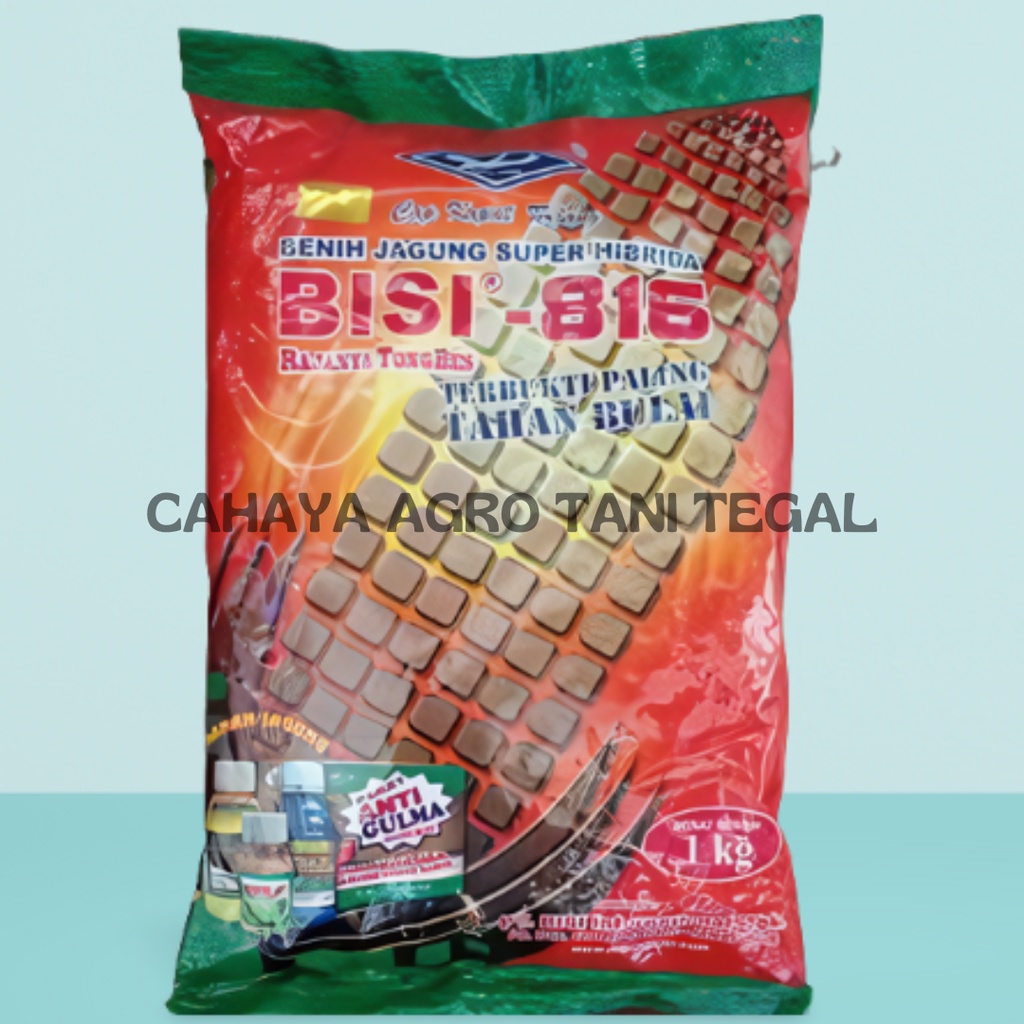 Benih Jagung Hibrida BISI 816 kemasan 1 kg