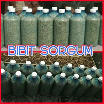 

Bibit Sorgum Numbu