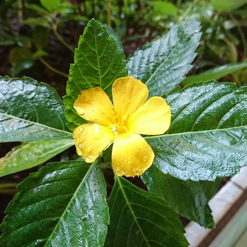 Bunga Yolanda kuning