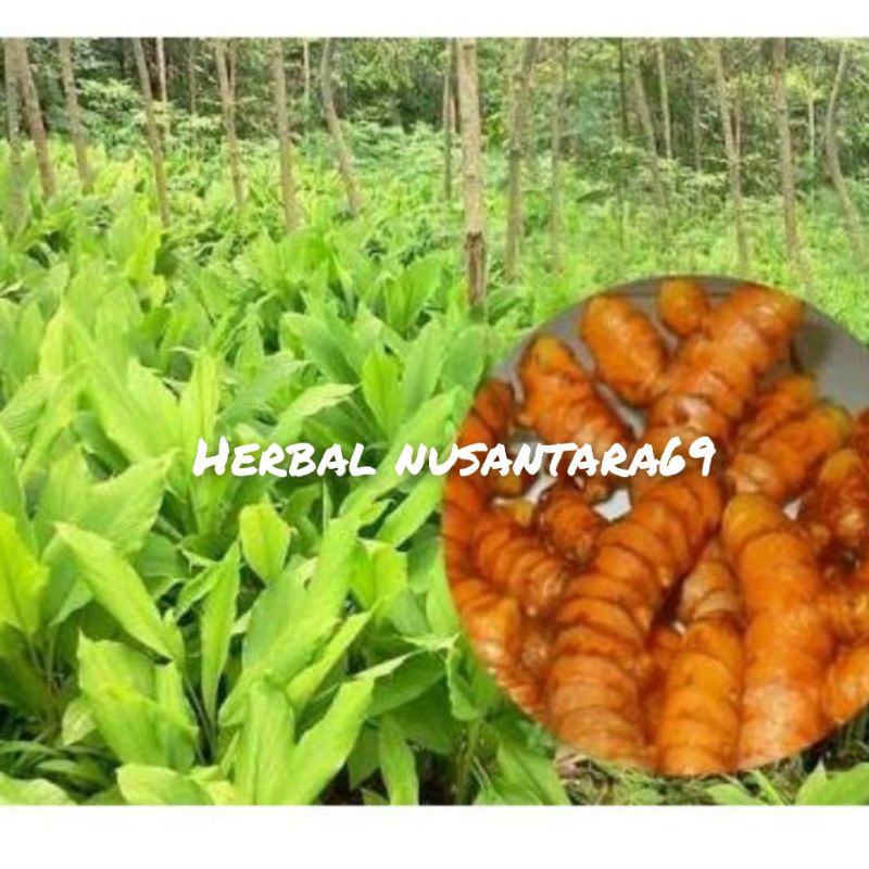 

Daun Kunir atau daun kunyit fres Per lembar-untuk herbal