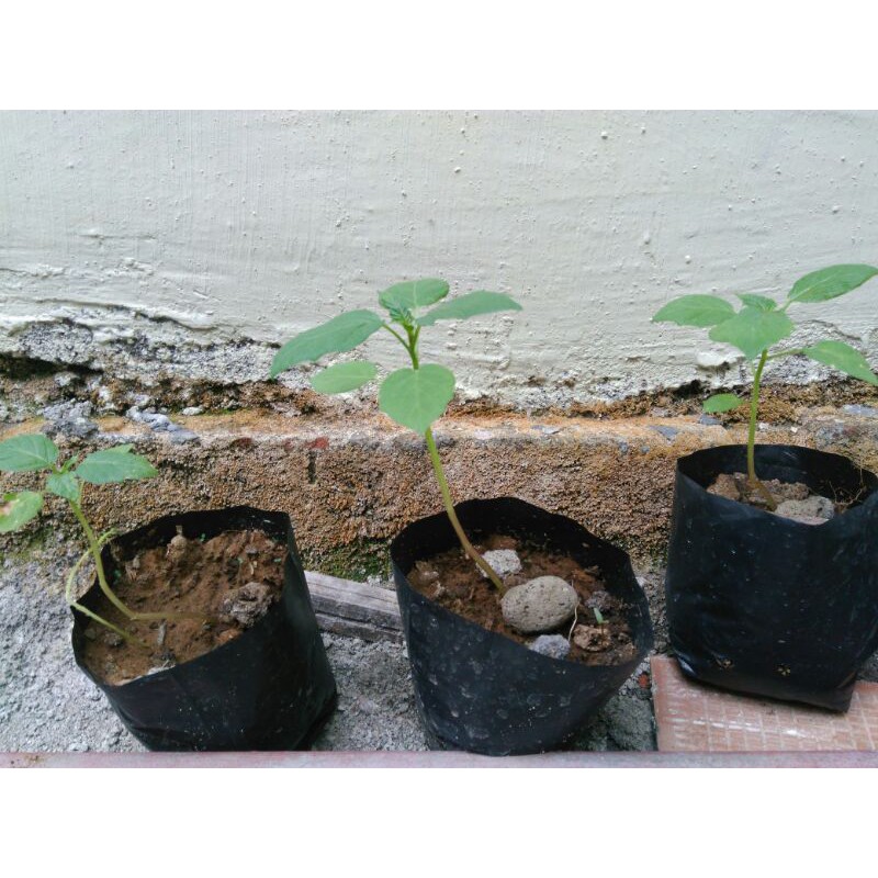 bibit pohon ceplukan