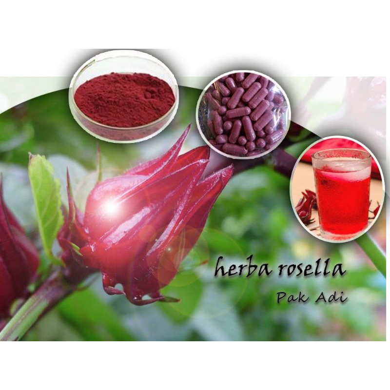 

Rosella