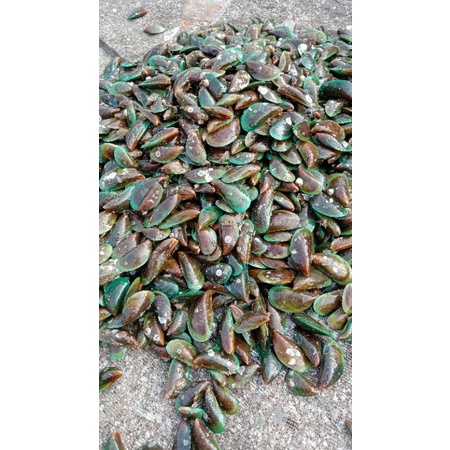 

kerang hijau fress