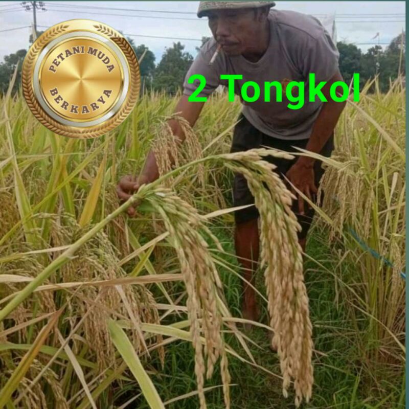 Benih Tongkol 2 bibit padi 2 tongkol super istimewa 2 T mendongkrak penghasilan petani