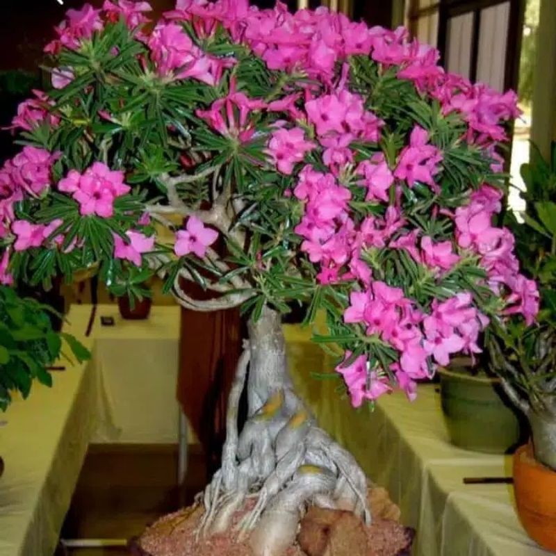Pohon kamboja adenium bonsai cabang seribu