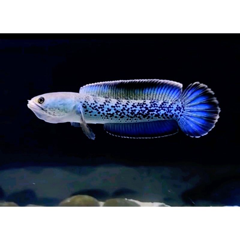 Stewartii full dot gen Mantap grade A++/free packing/real foto dan video