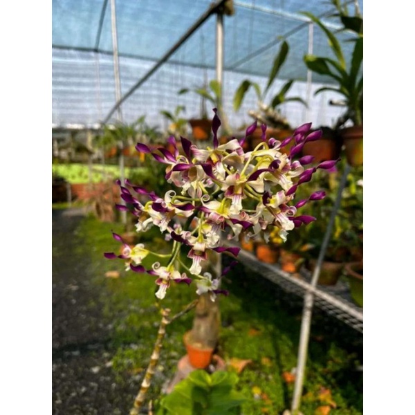 Seedling Dendrobium Edfrans Charming x Mr and Mrs Hew Choy Sin