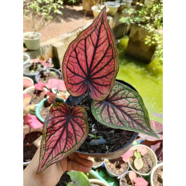 caladium h33, srimongkon dan moscata