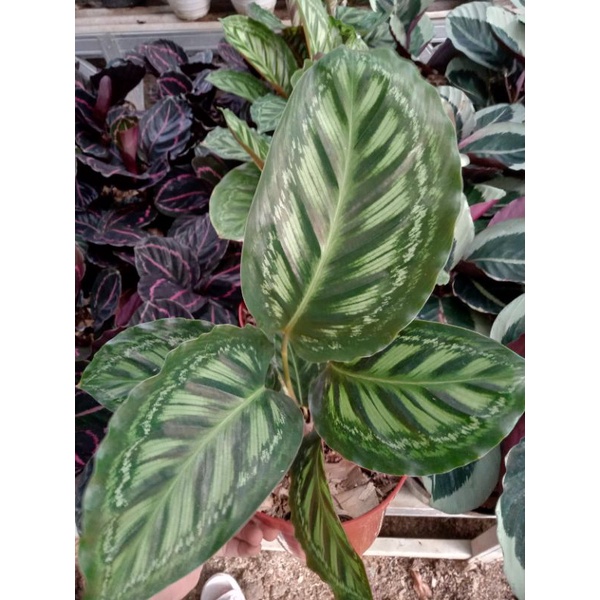 TANAMAN HIAS CALATHEA FLAMESTAR REAL PICT