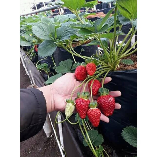 Bibit strawberry jumbo