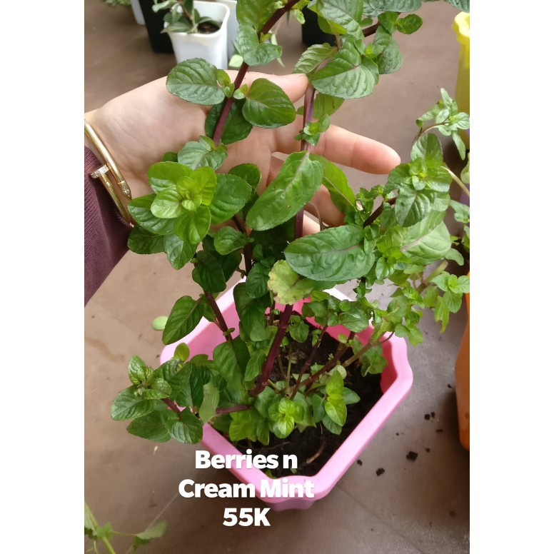 Berries And Cream Mint Shopee Indonesia