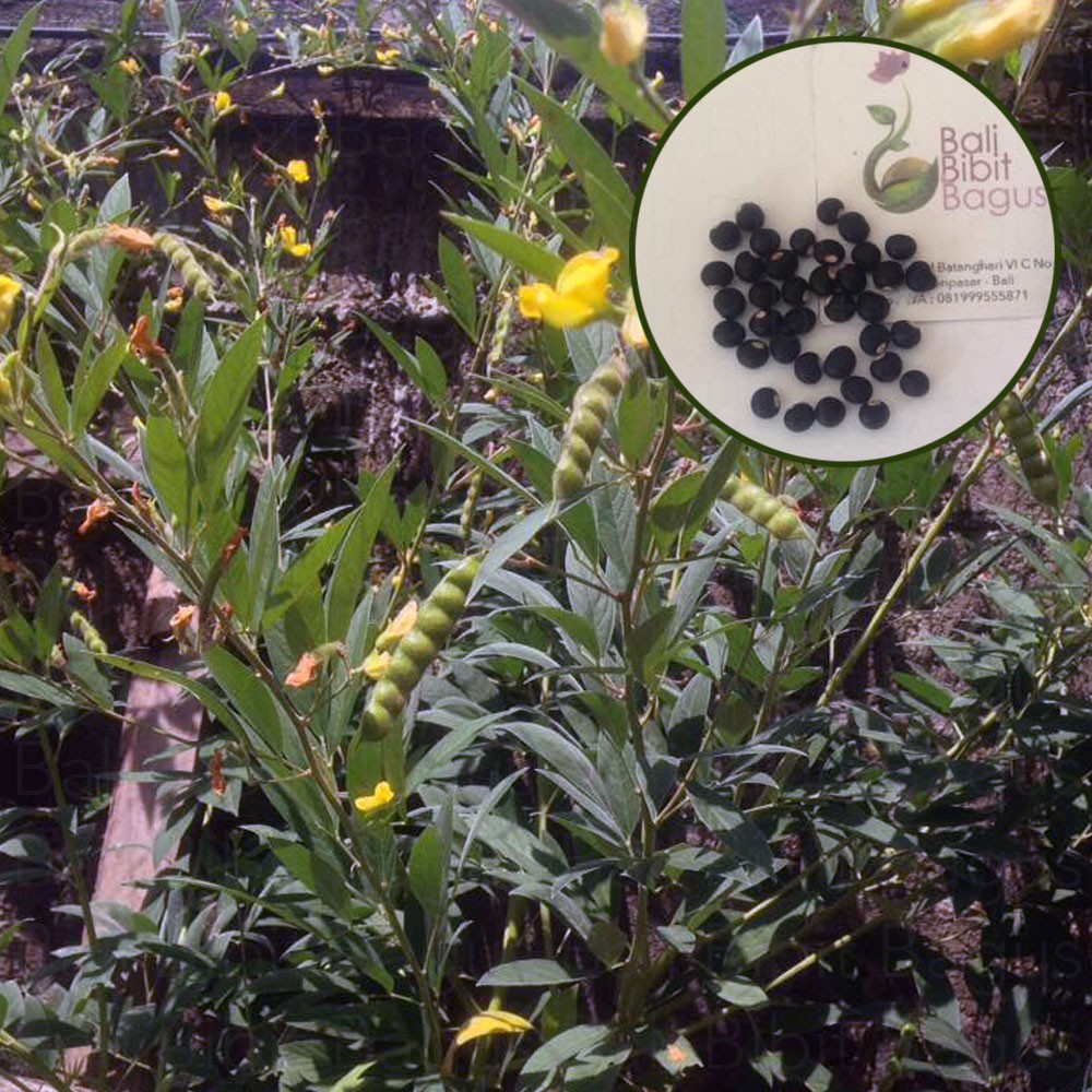 Benih Biji Bibit Undis Hitam - Gude - Kacang Bali - Cajanus cajan Repack 20 Biji