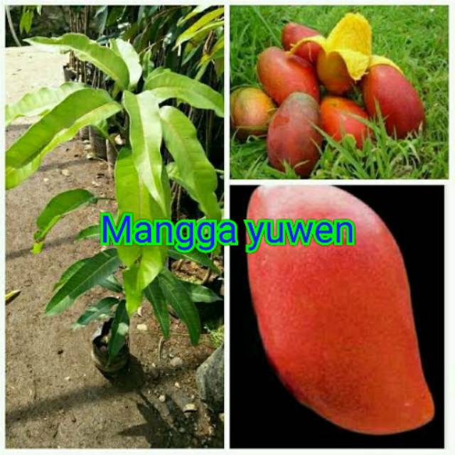 

Bibit mangga yuwen