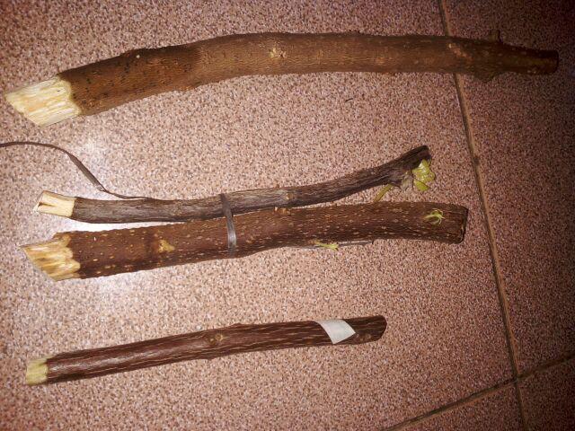 Tanaman Hias Bougenville Singapur Varigata Sudah Berakar. Bogenvile