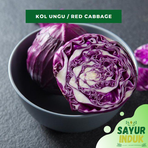 

Sayur Induk - Kol Ungu 0.5 - 0.7 Kg/Pcs Fresh Grade A Kubis Red Cabbage