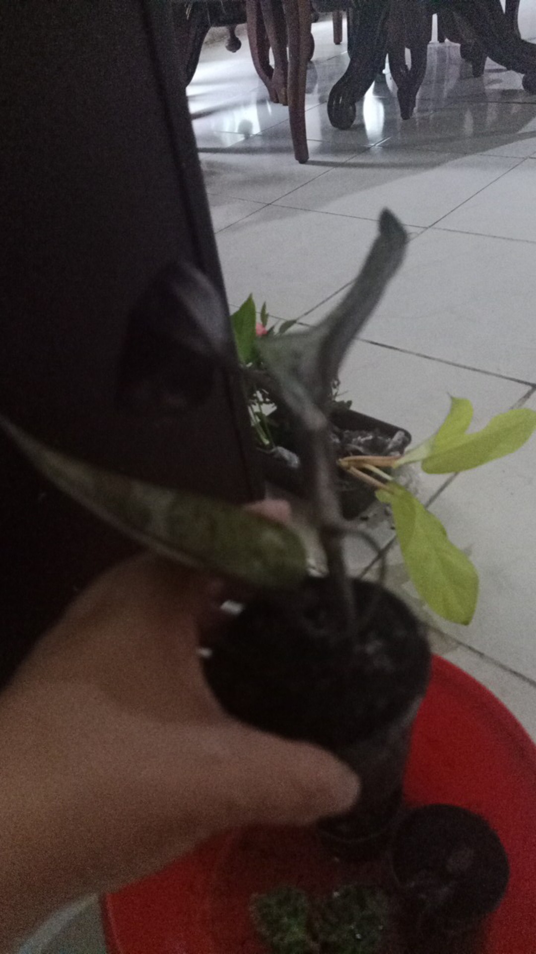 Jewel Orchid Nephelaphyllum Red Promo Bonus Pot