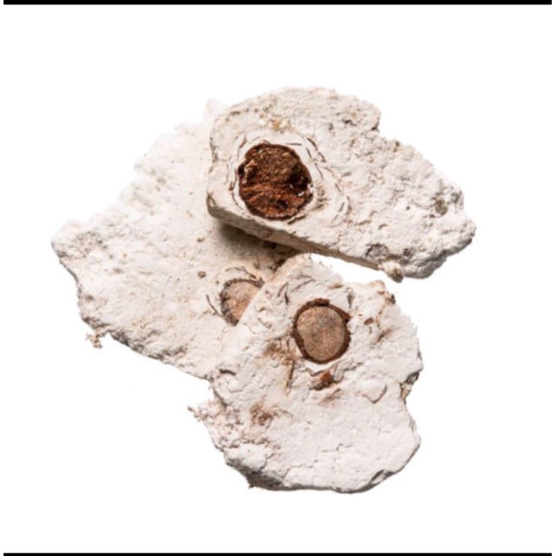 

600 G GR GRAM FU SHEN INDIAN BREAD PORIA WITH HOSTWOOD