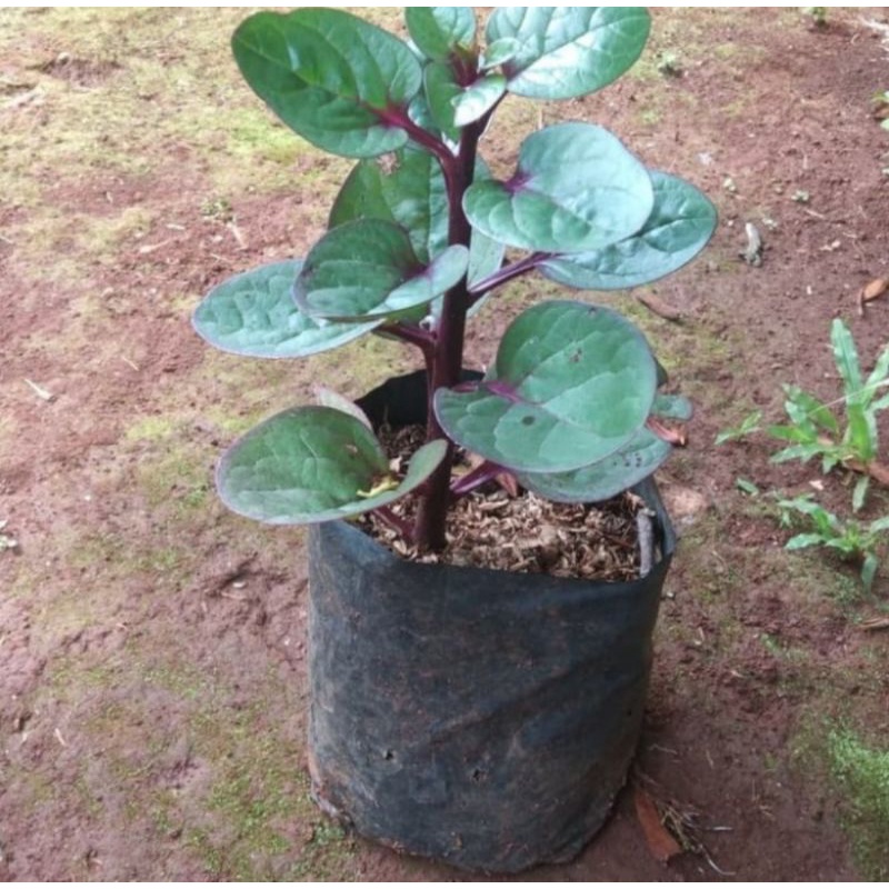 Bibit Binahong Pohon Binahong Merah